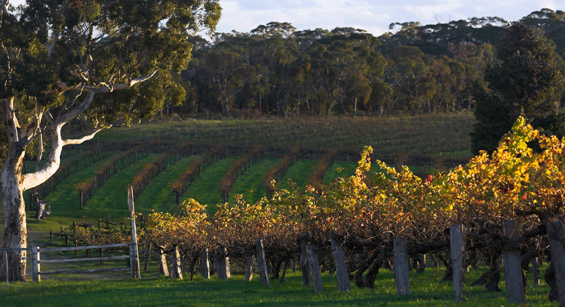 Plan B Wines Vineyard